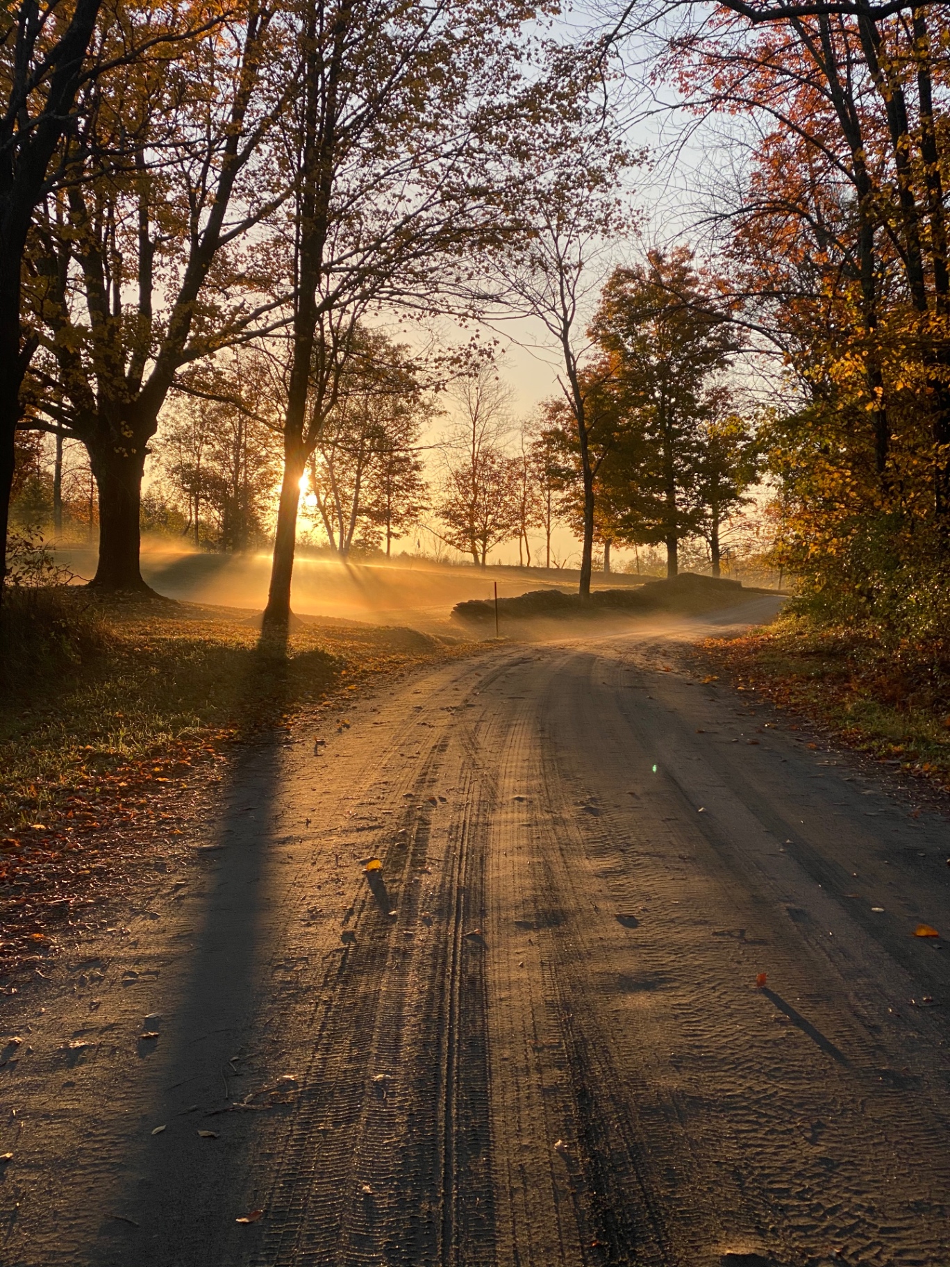 Autumn morning light through trees over a country road